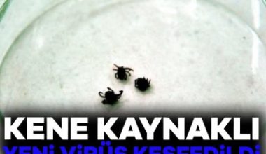 2019 yılında, İç Moğolistan'daki bir sulak alan parkında kene ısırması