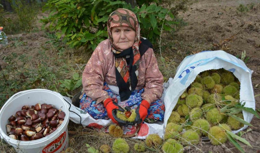 Balıkesir’de kestane hasadı başladı Balıkesir’in Bigadiç İlçesinde dağlık kesimlerde yetiştirilen kestaneler, hasat edilmeye başlandı.