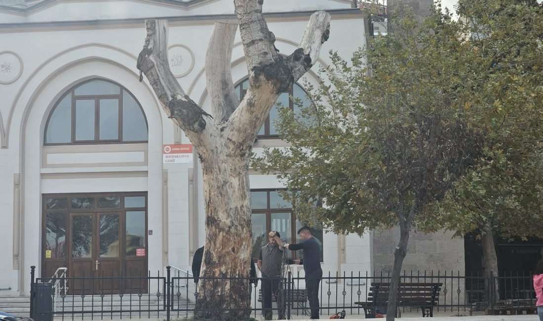 Bandırma’da asırlık kuruyan kavak ağacın kalan kısmı da kesildi Balıkesir’in Bandırma ilçesinde, tarihi Haydarçavuş Camii bahçesinde yer alan asırlık