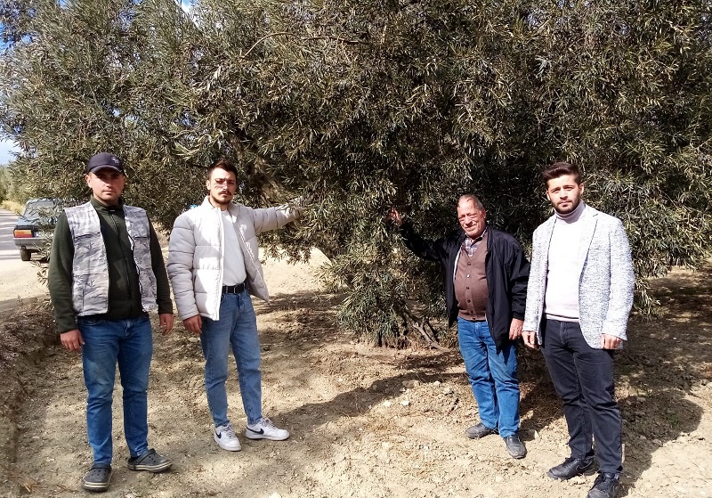 Susuzluk zeytin ağaçlarını da etkiledi Balıkesir'in Bandırma ilçesinde, 2024 yılının kurak ve yağışsız geçmesi bölgeye