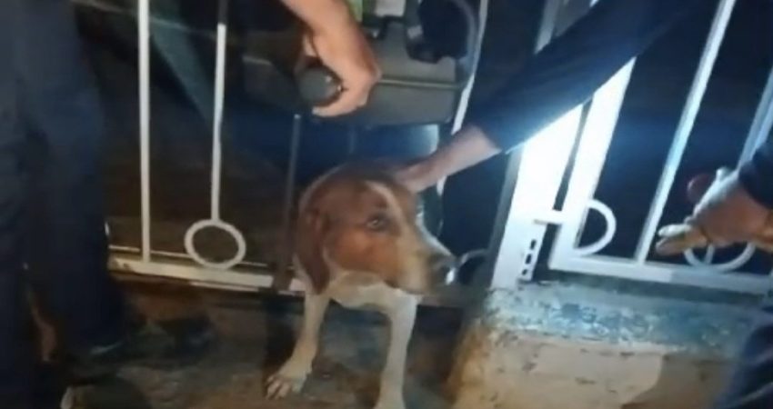 Balıkesir’in Bandırma ilçesinde, demir parmaklıklara sıkışan bir köpek, itfaiye ekipleri