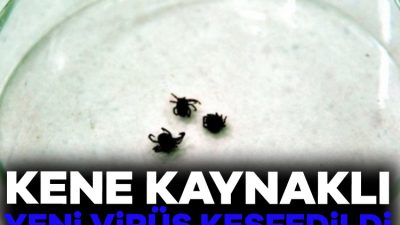 2019 yılında, İç Moğolistan'daki bir sulak alan parkında kene ısırması