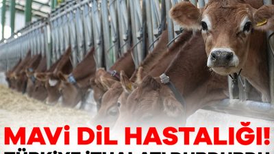 Son haftalarda Avrupa'daki büyükbaş hayvanlarda mavi dil hastalığı görülmesi üzerine