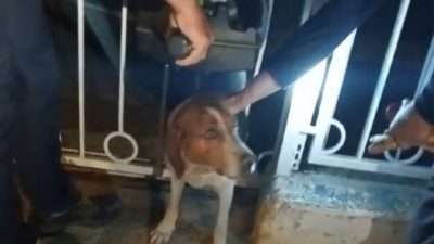 Balıkesir’in Bandırma ilçesinde, demir parmaklıklara sıkışan bir köpek, itfaiye ekipleri