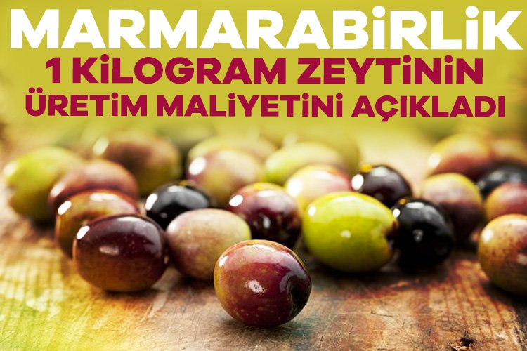 Marmarabirlik 1 kilogram zeytinin üretim maliyetini açıkladı 2024-2025 yılı ürün alım kampanyası rekolte beyanlarının sonuna yaklaşıldığı Marmarabirlik'te,