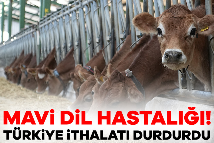 Avrupa’daki büyükbaş hayvanlarda mavi dil hastalığı görülmesi üzerine Türkiye ithalatı durdurdu Son haftalarda Avrupa'daki büyükbaş hayvanlarda mavi dil hastalığı görülmesi üzerine