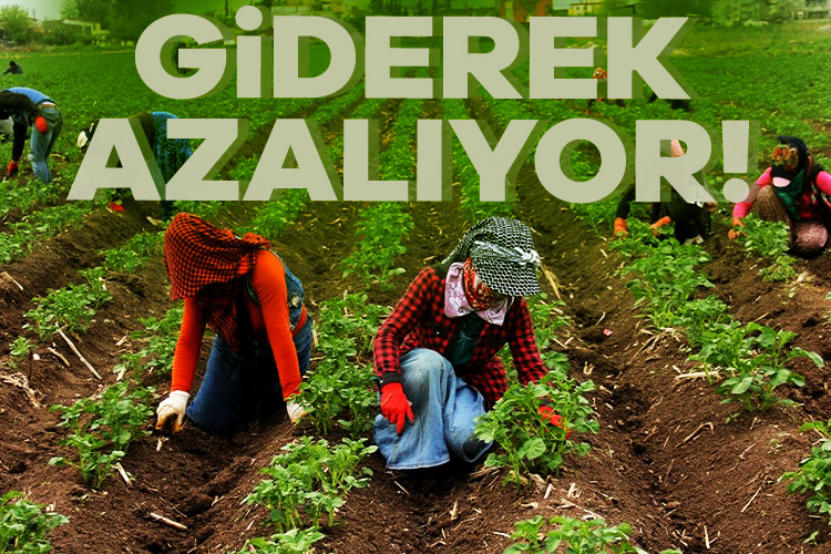 Tarımın istihdam payında 2005'ten 2024'ün ikinci çeyreğine 10,5 puanlık düşüş