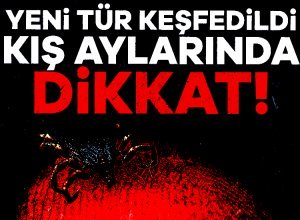 25'ten fazla hastalığının yayılmasından sorumlu olan keneler, son birkaç yılda