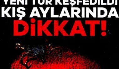 25'ten fazla hastalığının yayılmasından sorumlu olan keneler, son birkaç yılda