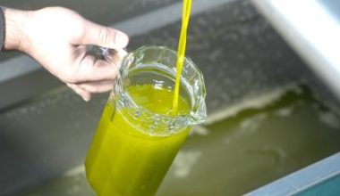 Zeytin hasadının başlamasıyla birlikte fırsatçılar sahte zeytinyağları üreterek piyasaya sürmeye