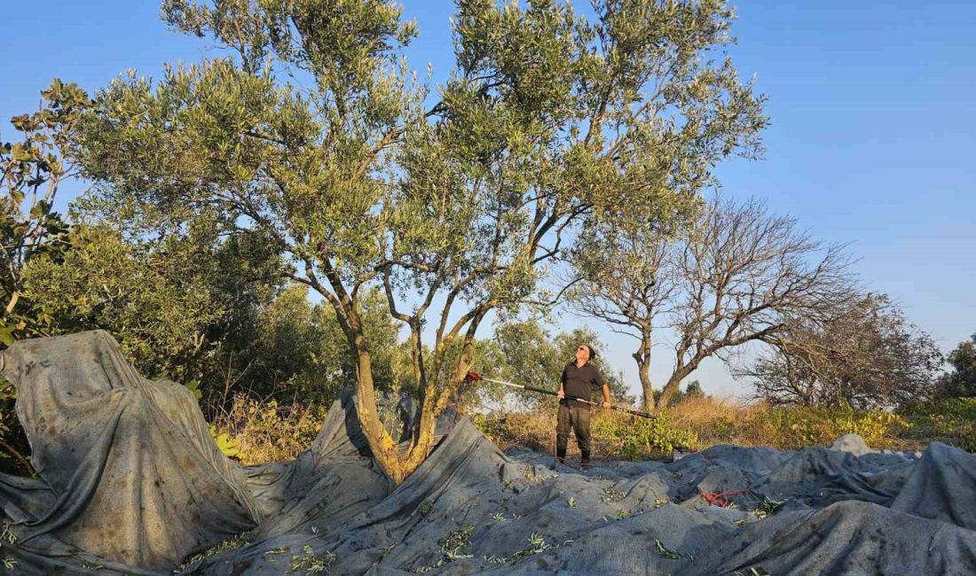 Güney Marmara’da zeytin hasadı başladı Güney Marmara’nın tarımsal merkezleri olan Bandırma, Erdek ve Gönen’de 2024