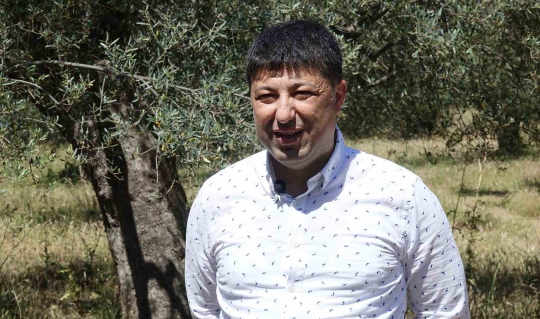 Hasat sonrası zeytin ağaçlarını budamayın gübre atmayın Balıkesir Üniversitesi (BAÜN) Edremit Meslek Yüksekokulu Zeytincilik ve Zeytin İşleme