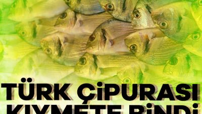 Türkiye'nin bu yılın ocak-ekim döneminde çipura ihracatı geçen yılın aynı