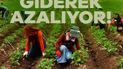 Tarımın istihdam payında 2005'ten 2024'ün ikinci çeyreğine 10,5 puanlık düşüş