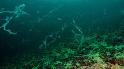 Bandırma Onyedi Eylül Üniversitesi Denizcilik Fakültesi Öğretim Üyesi Prof. Dr.