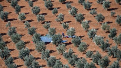 Balıkesir Orman Bölge Müdürü Kemal Kayıran, Bandırma’da düzenlenen zeytin hasadına