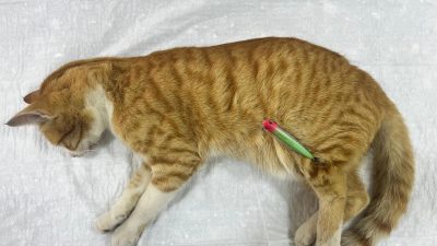 Erdek’te vücudunun çeşitli noktalarına olta iğneleri batan bir sokak kedisi,