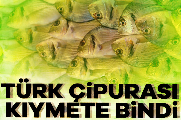 Türkiye'nin bu yılın ocak-ekim döneminde çipura ihracatı geçen yılın aynı