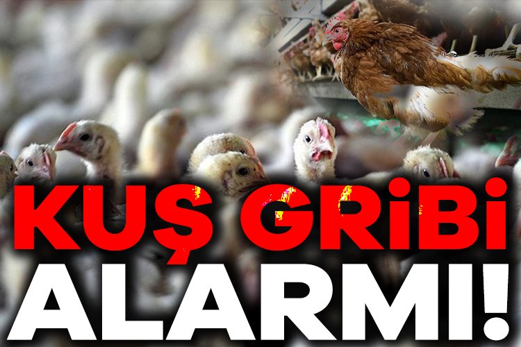 Eskişehir’de 5 mahallede kuş gribi karantinası Sivrihisar ilçesinde bir çiftlikte aniden gerçekleşen 15 tavuk ölümünün sebebinin