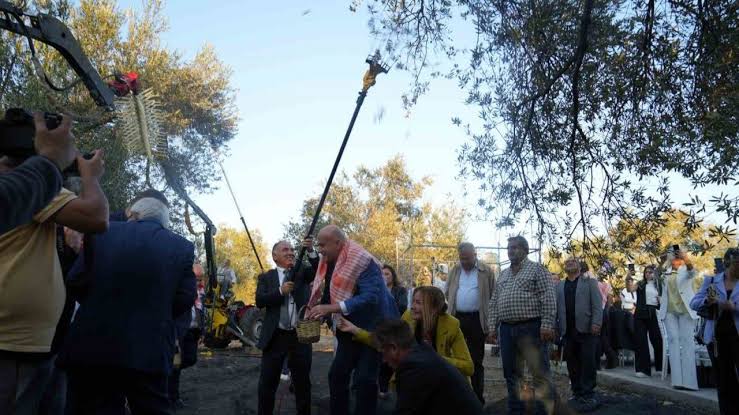 Bin yıllık ağaçtan zeytin hasadı yapıldı 19. Ayvalık Uluslararası Zeytin ve Turizm Festivali dahilinde düzenlenen etkinlikte