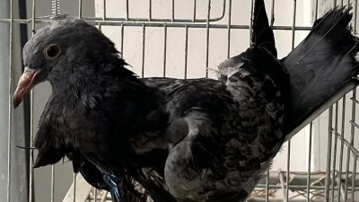 Balıkesir Büyükşehir Belediyesi Bandırma Sokak Hayvanları Tedavi Merkezi, kursağı yırtılan