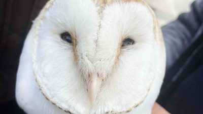 Balıkesir’in Bandırma ilçesinde, Balıkesir Büyükşehir Belediyesi’nin vahşi yaşam dostlarına yönelik