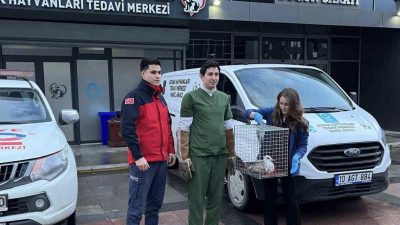 Balıkesir’in Bandırma ilçesinde, ağaçta mahsur kalan ve ayağı kırık olan