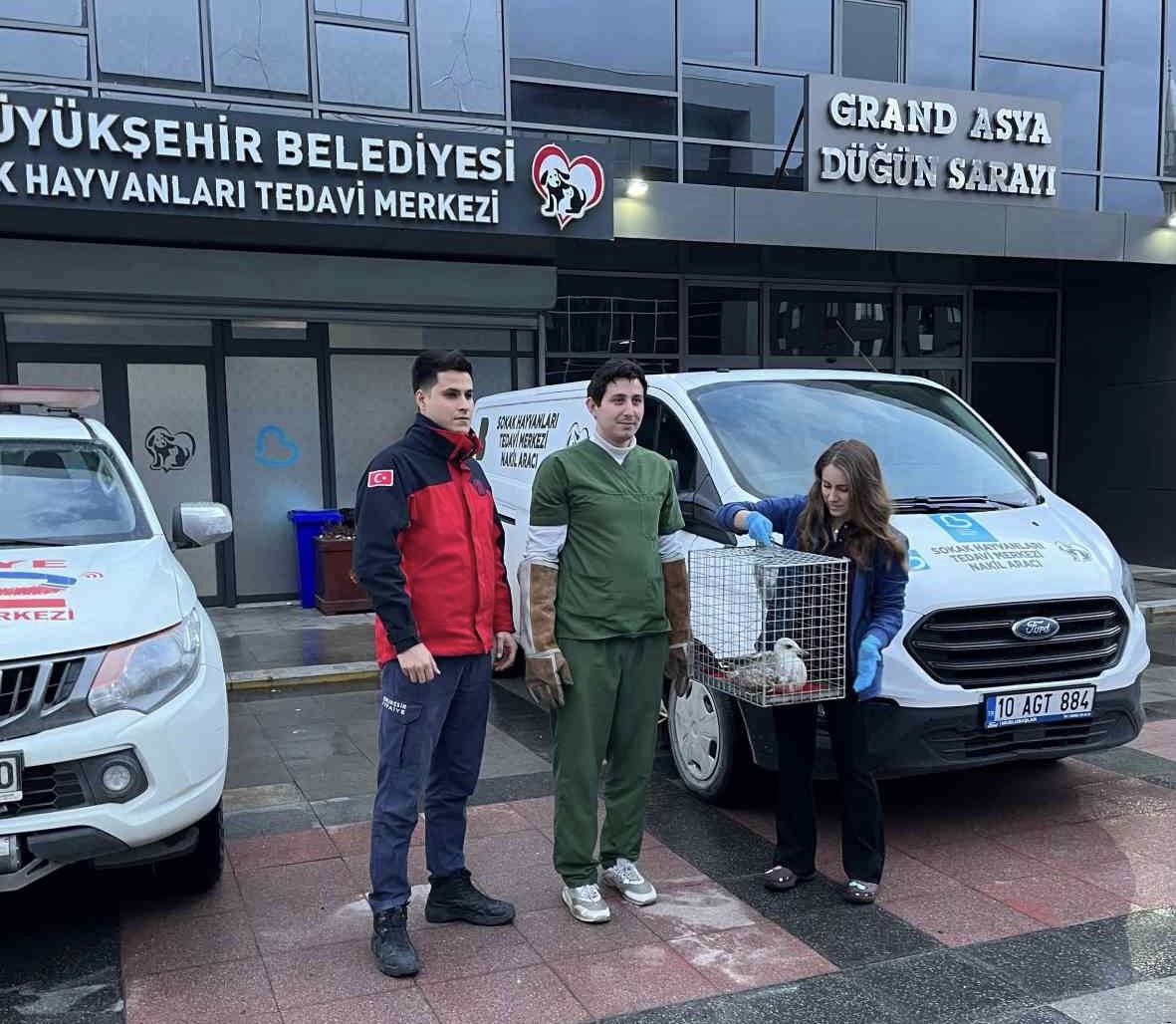 Balıkesir’in Bandırma ilçesinde, ağaçta mahsur kalan ve ayağı kırık olan