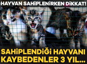 5199 sayılı Hayvanları Koruma Kanunu'nda yapılan değişiklikle, sahiplendiği hayvanı terk