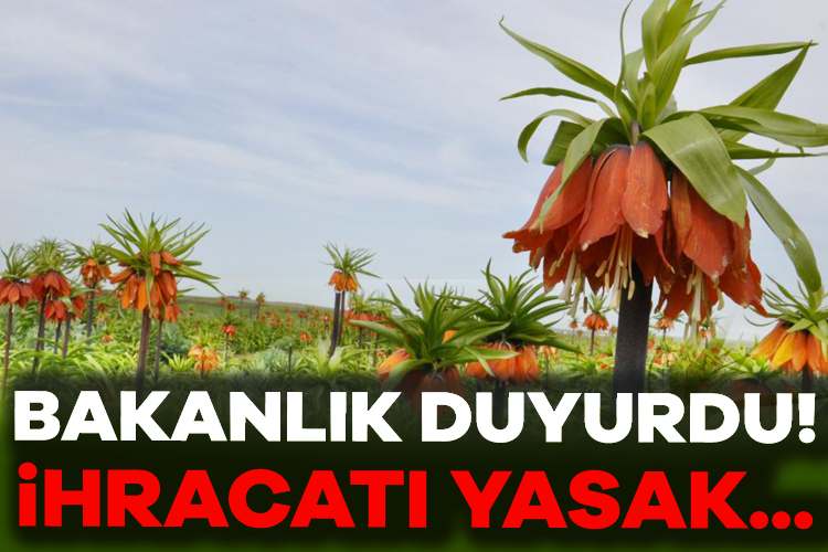 Tarım ve Orman Bakanlığı, 2025 yılı için ihracatı yasak ve