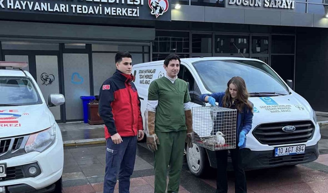 Balıkesir’in Bandırma ilçesinde, ağaçta mahsur kalan ve ayağı kırık olan