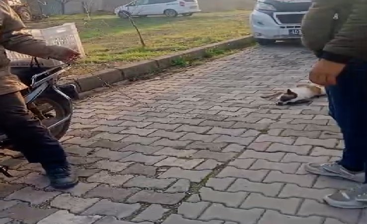 Balıkesir’in Gönen ilçesi Karşıyaka Mahallesi’nde hayvanseverleri üzen bir olay yaşandı.