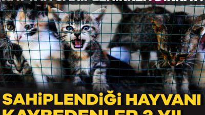 5199 sayılı Hayvanları Koruma Kanunu'nda yapılan değişiklikle, sahiplendiği hayvanı terk