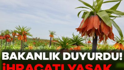 Tarım ve Orman Bakanlığı, 2025 yılı için ihracatı yasak ve