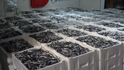 Karadeniz’de Hamsi Bolluğu: Balıkesirli Balıkçılar İğneada’da Avlanıyor..