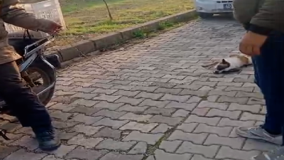 Balıkesir’in Gönen ilçesi Karşıyaka Mahallesi’nde hayvanseverleri üzen bir olay yaşandı.