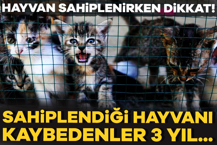 Hayvan sahipleri dikkat! Sahiplendiği hayvanı kaybedenler 3 yıl… 5199 sayılı Hayvanları Koruma Kanunu'nda yapılan değişiklikle, sahiplendiği hayvanı terk