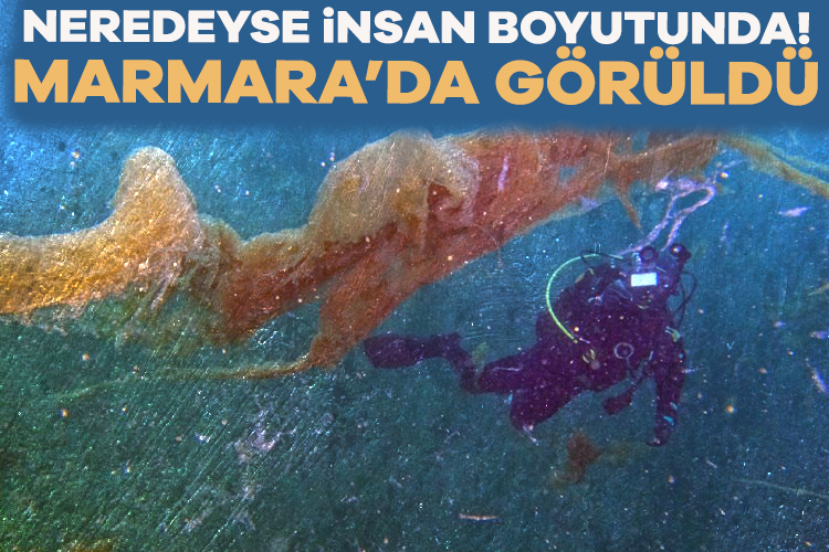 Kocaeli Gölcük Değirmendere'de, su üstünden görünmeyen müsilajın sualtındaki yayılımı kaydedildi.