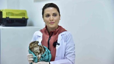 Bir vatandaş tarafından doğada uçamaz halde bulunarak, Balıkesir Üniversitesi Veteriner