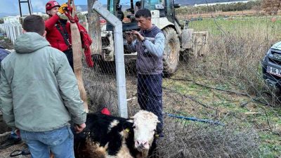 Balıkesir’in Gömeç ilçesinde bir çiftlikte su kuyusuna düşen inek, itfaiye