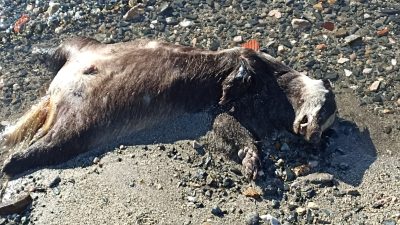 Balıkesir'in Erdek ilçesi Çuğra sahilinde sabah yürüyüş yapan vatandaşlar, sahile