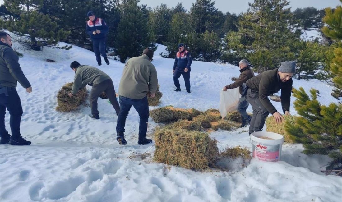 Kazdağları’nda yoğun kar yağışı nedeniyle yaban hayvanlarına yem bırakıldı Balıkesir’in dağlarındaki yaban hayvanları için jandarma ekiplerince yemleme yapıldı.