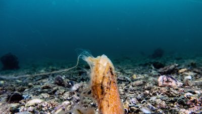 Prof. Dr. Mustafa Sarı, yüzeyden 30 metre derinliğe kadar Marmara