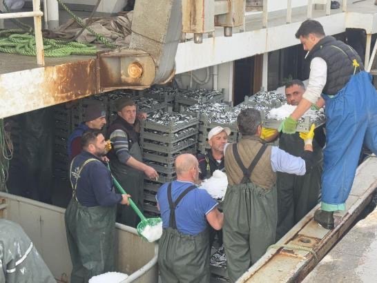 Marmara’da hamsi bereketi; tekneler yüzlerce kasayla dönüyor limana Balıkesir’in Erdek ilçesinde gece denize açılan balıkçılar ağlarını dolu çekti.