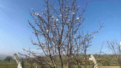 Balıkesir’de ocak ayı mevsim normallerinin üstüne ulaşan hava sıcaklığı nedeniyle