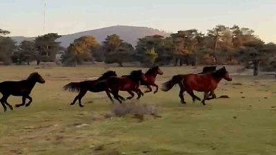 Doğada özgürlüğün simgesi olan yılkı atları, uzun yıllardır varlıklarını sürdürdükleri