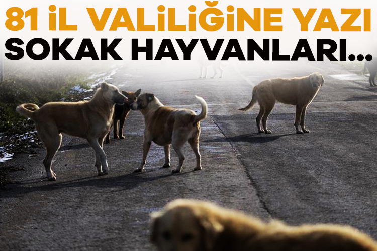 Tarım ve Orman Bakanlığı, sahipsiz sokak hayvanlarıyla ilgili olarak 81