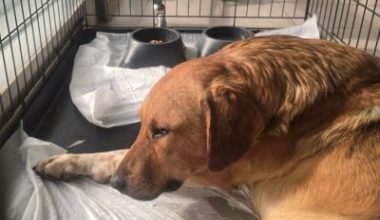 Erdek’te ateşli silahla yaralanan köpeğin sağlık durumu stabil ve iyileşme