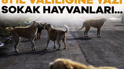 Tarım ve Orman Bakanlığı, sahipsiz sokak hayvanlarıyla ilgili olarak 81