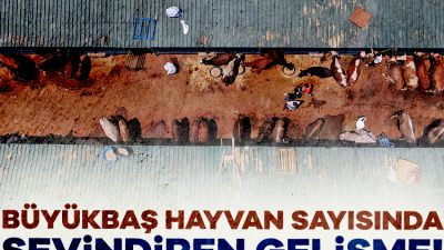 Hayvansal üretim istatistikleri verilerinden derlenen bilgilere göre, büyükbaş hayvan sayısı